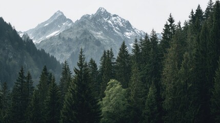 Fototapeta premium Mountain peaks and evergreen forest