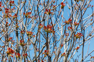 A tree with many branches and leaves is in full bloom
