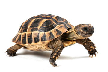 Fototapeta premium Greek Tortoise Walking: A detailed close-up of a Greek tortoise, showcasing its distinctive patterned shell and sturdy legs as it walks against a clean background.