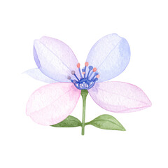 Makroaufnahme einer lila Blume mit pinken Bl&uuml;tenbl&auml;ttern, isoliert auf wei&szlig;, bl&uuml;hend im Fr&uuml;hling