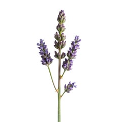 Lavender Flower Stem Botanical Illustration