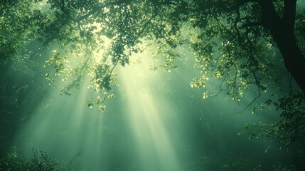 Obraz premium Sunlight streams through a misty forest canopy