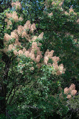 European smoketree, or Rhus cotinus (Cotinus coggygria) in bloom is an ornamental park plant, popular due to its unique flowering resembling clouds or clouds of smoke on the branches, vertical photo.