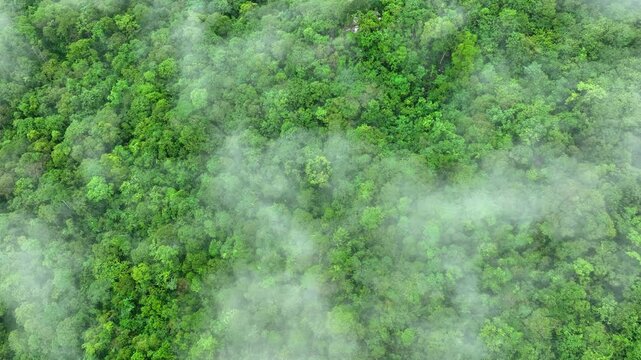Aerial view of fog-covered forest highlights the importance of sustainable trees in preserving natural carbon sinks and supporting ecosystem resilience against extreme weather events.
