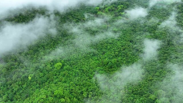 Aerial drone of mist-covered forest canopy showcases sustainable tree growth and carbon storage, emphasizing the vital balance of nature under increasing extreme weather conditions.
