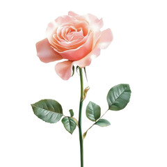 Fototapeta premium Elegant Pink Rose on Stem with Lush Green Leaves Isolated on White