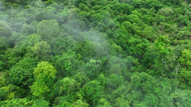 Drone aerial view of fog drifting over dense, sustainable forest, illustrating nature&rsquo;s crucial carbon storage function and its resilience to extreme weather challenges.
