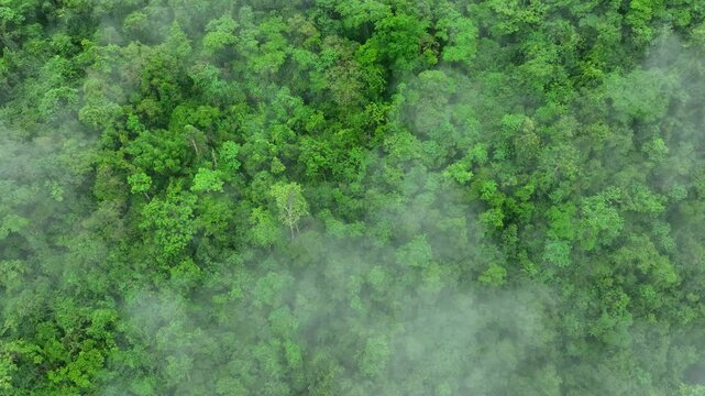 Aerial view of forest shrouded in fog, demonstrating the sustainable role of trees in storing carbon, supporting nature, and mitigating extreme weather impacts.
