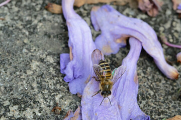 A honeybee sucking nectar from a Jacaranda flower