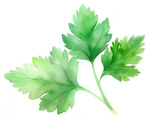 green leaf isolated on white background