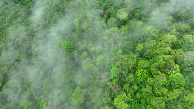 Mist swirls over dense forest in this aerial drone shot, underlining the critical role of tree preservation in sustainable carbon management and extreme weather adaptation.
