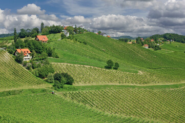 Vineyard Landscape close to Leutschach and slovenian Border in Styria called styrian Tuscany,Austria
