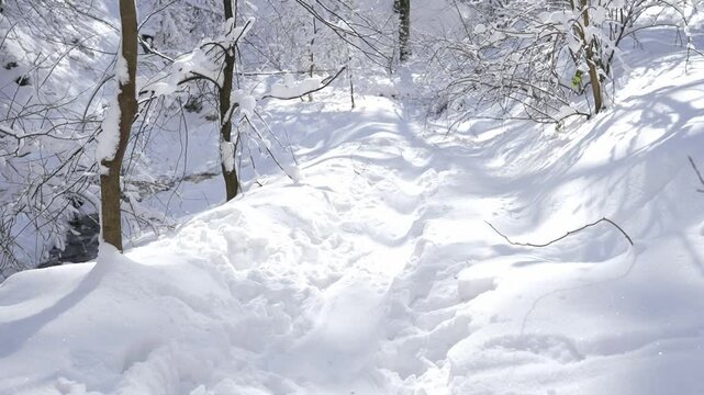 Winter hike through snowy trails in Goc, Serbia, showcasing serene nature and peaceful landscapes