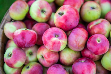 Juicy ripe delicious apples in a basket. Fruit. Harvest.