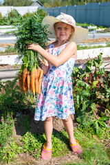 The girl holds in her hands a large carrot that has grown in the garden. Autumn. Harvesting. Vegetables.