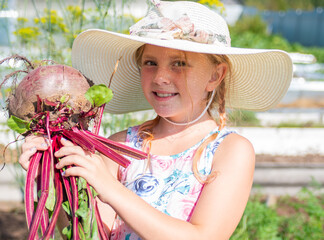 The girl is holding a huge beetroot in her hands. Large beets grew in the autumn in the garden. Autumn. Harvesting. Vegetables.