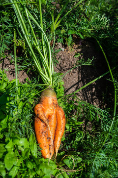Naklejki  Large carrots grew in the garden. Carrots of unusual shape. Autumn. Harvesting. Vegetables.