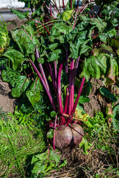 Naklejki A large beet has grown in the garden. Autumn. Harvesting. Vegetables. 
