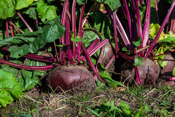 A large beet has grown in the garden. Autumn. Harvesting. Vegetables. 