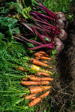 Naklejki Large beets and carrots grew in the garden. Autumn. Harvesting. Vegetables