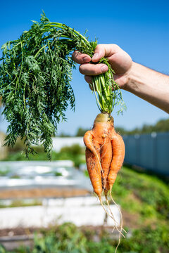 Naklejki Large carrots grew in the garden. Carrots of unusual shape. Autumn. Harvesting. Vegetables.