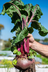 A large beet has grown in the garden. A huge beetroot in a man's hand. Autumn. Harvesting. Vegetables.