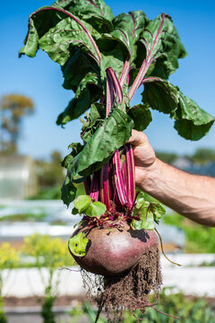 Naklejki A large beet has grown in the garden. A huge beetroot in a man's hand. Autumn. Harvesting. Vegetables.