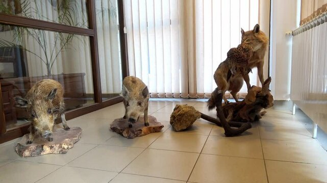Taxidermy display features wild boars and a fox in Goc Serbia showcasing local wildlife artistry