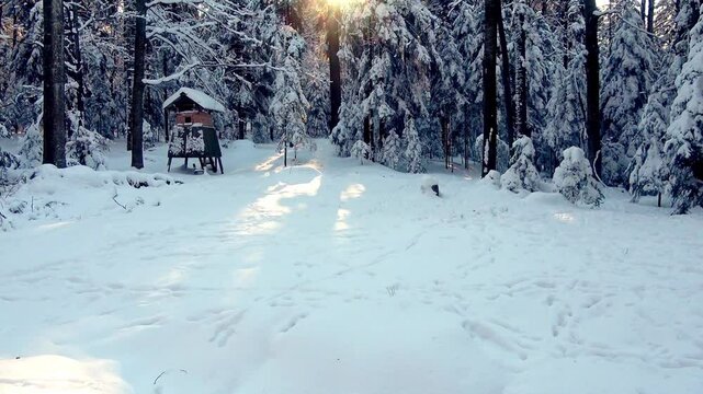 Winter landscape in Goc Serbia featuring snow-covered trees and warm sunlight