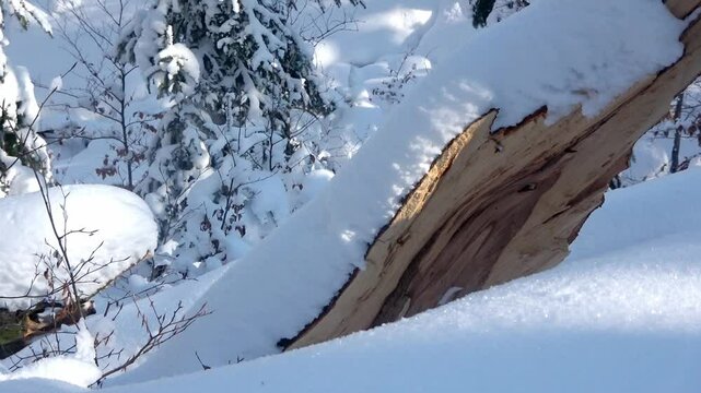 Snow-covered landscape in Goc, Serbia showcasing winter beauty and serene nature