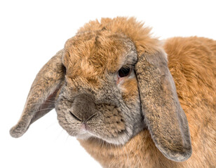 Furry Lop-eared Rabbit