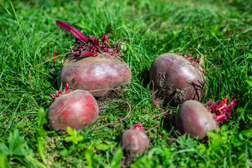 A large beet has grown in the garden. Autumn. Harvesting. Vegetables. 