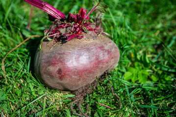 A large beet has grown in the garden. Autumn. Harvesting. Vegetables. 