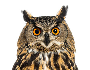 Obraz premium Majestic Owl Portrait