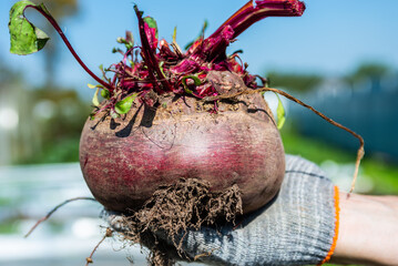 A large beet has grown in the garden. A huge beetroot in a man's hand. Autumn. Harvesting. Vegetables.