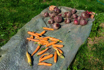 Large beets and carrots grew in the garden. Autumn. Harvesting. Vegetables