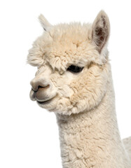 Fototapeta premium Adorable Alpaca Close-Up
