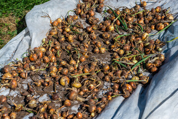 Large onions grew in the autumn in the garden. Autumn. Harvesting. Vegetables. 