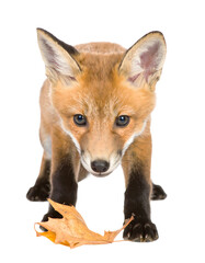 Fototapeta premium Red Fox Kit and Autumn Leaf