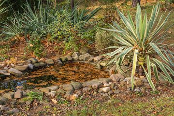 Quiet garden pond with fallen leaves on surface of water is surrounded by lush greenery and rocks, while tall, colorful Yucca striata plant growing on shore adds touch of tropical beauty.