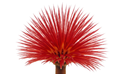 Red bottle brush flower isolated on white background