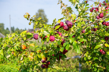Mouth-watering ripe varietal apples ripened on the garden plot. Apples on the apple tree. Fruit.