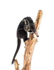 Fototapeta premium Silky Anteater on a Branch
