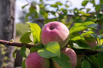 Mouth-watering ripe varietal apples ripened on the garden plot. Apples on the apple tree. Fruit.