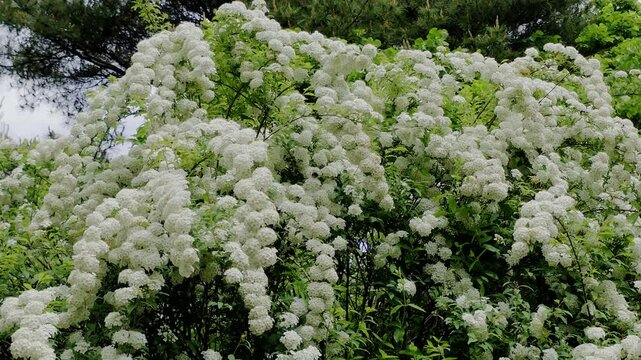 한국,식물,꽃,나무,꼬리조팝나무,Korea, plants, flowers, trees,Willow-leaf spirea 