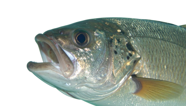 Close-up of a fish underwater