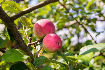 Mouth-watering ripe varietal apples ripened on the garden plot. Apples on the apple tree. Fruit.