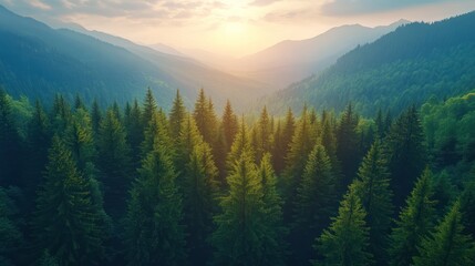 Obraz premium Aerial vista of verdant coniferous forest amidst majestic mountains at sunrise