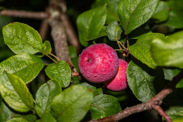 Mouth-watering ripe varietal apples ripened on the garden plot. Apples on the apple tree. Fruit.