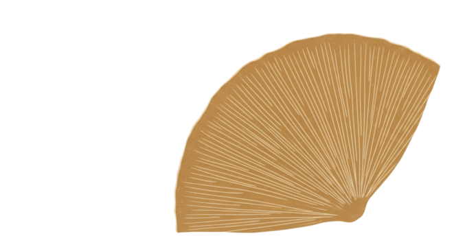 Stylized Radial Fan Design Element Isolated on White Background